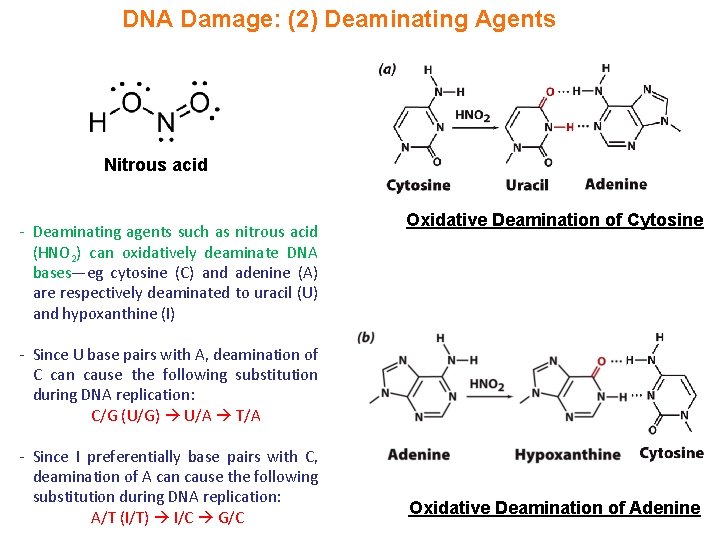 DNA Damage: (2) Deaminating Agents Nitrous acid - Deaminating agents such as nitrous acid