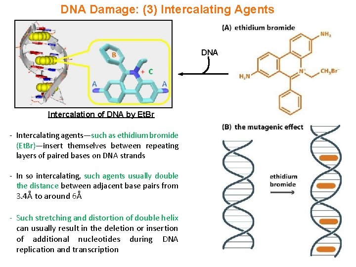 DNA Damage: (3) Intercalating Agents DNA Intercalation of DNA by Et. Br - Intercalating