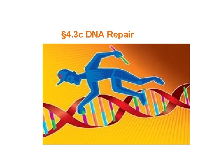 § 4. 3 c DNA Repair 