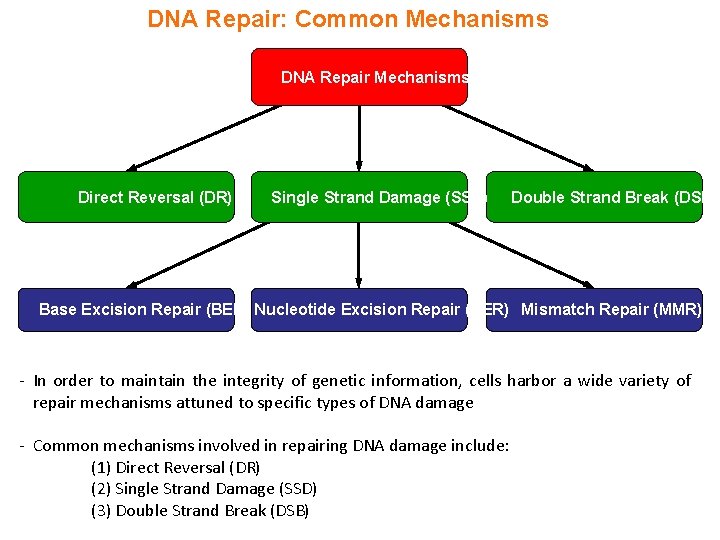 DNA Repair: Common Mechanisms DNA Repair Mechanisms Direct Reversal (DR) Single Strand Damage (SSD)