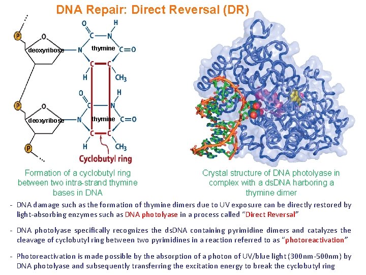 DNA Repair: Direct Reversal (DR) deoxyribose thymine Formation of a cyclobutyl ring Crystal structure