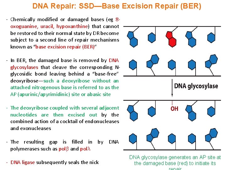 DNA Repair: SSD—Base Excision Repair (BER) - Chemically modified or damaged bases (eg 8