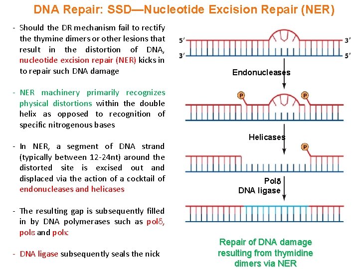 DNA Repair: SSD—Nucleotide Excision Repair (NER) - Should the DR mechanism fail to rectify
