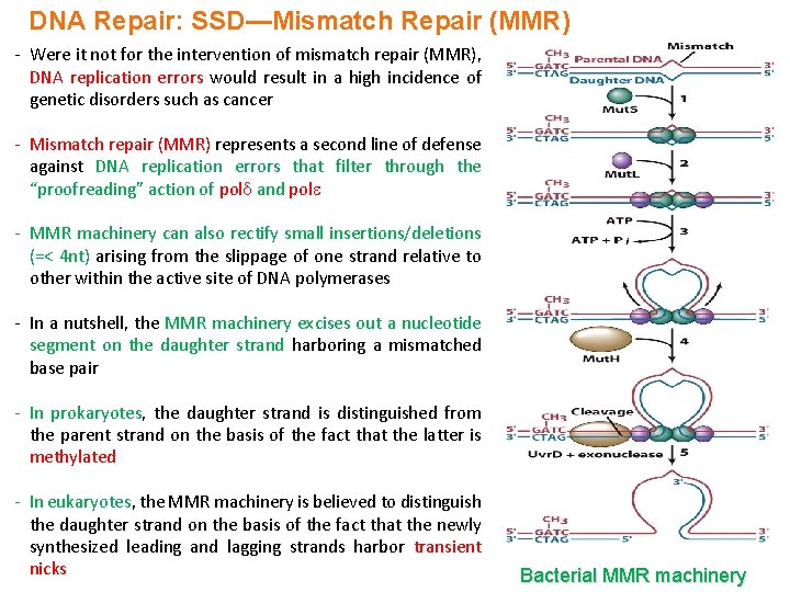 DNA Repair: SSD—Mismatch Repair (MMR) - Were it not for the intervention of mismatch