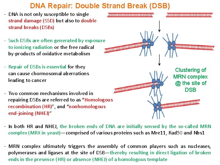 DNA Repair: Double Strand Break (DSB) - DNA is not only susceptible to single