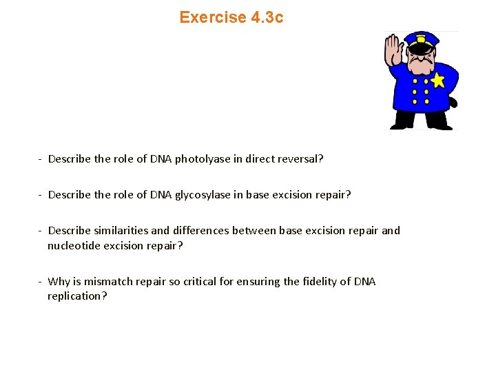 Exercise 4. 3 c - Describe the role of DNA photolyase in direct reversal?