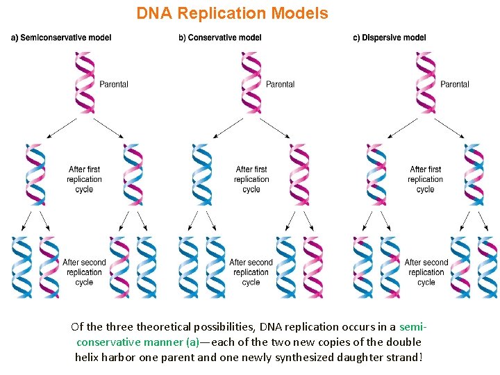 DNA Replication Models Of the three theoretical possibilities, DNA replication occurs in a semiconservative