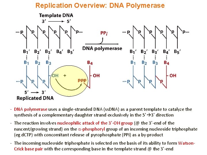 Replication Overview: DNA Polymerase - DNA polymerase uses a single-stranded DNA (ss. DNA) as