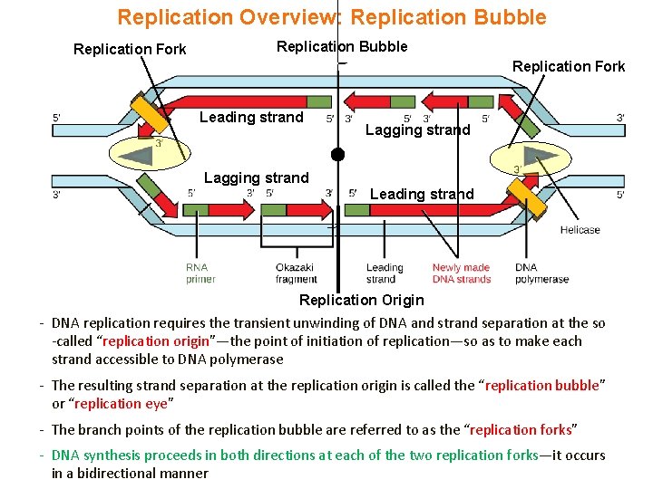 Replication Overview: Replication Bubble Replication Fork Leading strand Lagging strand Leading strand Replication Origin