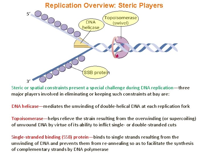 Replication Overview: Steric Players SSB protein Steric or spatial constraints present a special challenge