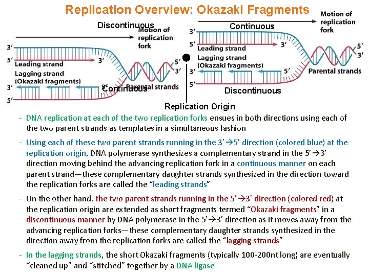 Replication Overview: Okazaki Fragments Discontinuous Continuous Discontinuous Replication Origin - DNA replication at each