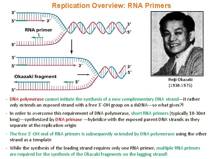 Replication Overview: RNA Primers Reiji Okazaki (1930 -1975) - DNA polymerase cannot initiate the