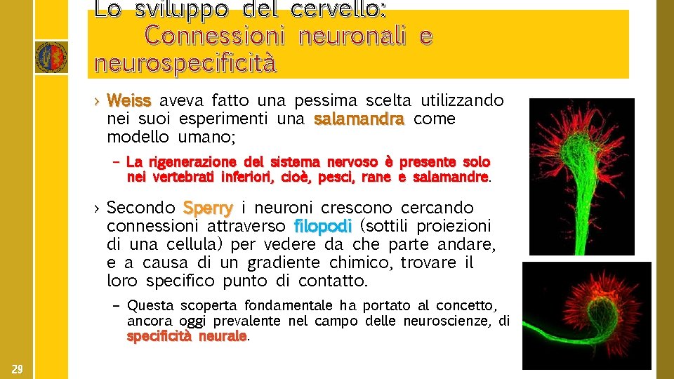 Lo sviluppo del cervello: Connessioni neuronali e neurospecificità › Weiss aveva fatto una pessima