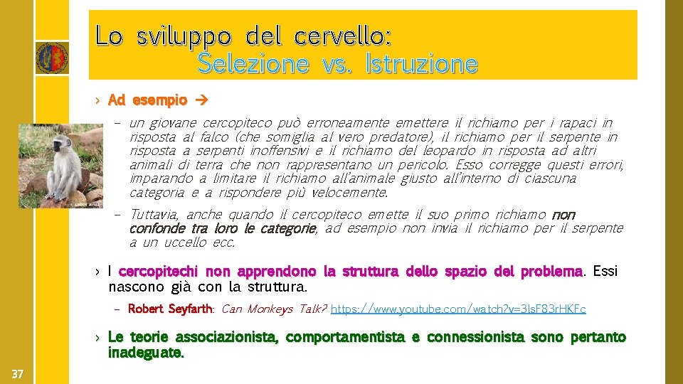 Lo sviluppo del cervello: Selezione vs. Istruzione › Ad esempio – un giovane cercopiteco