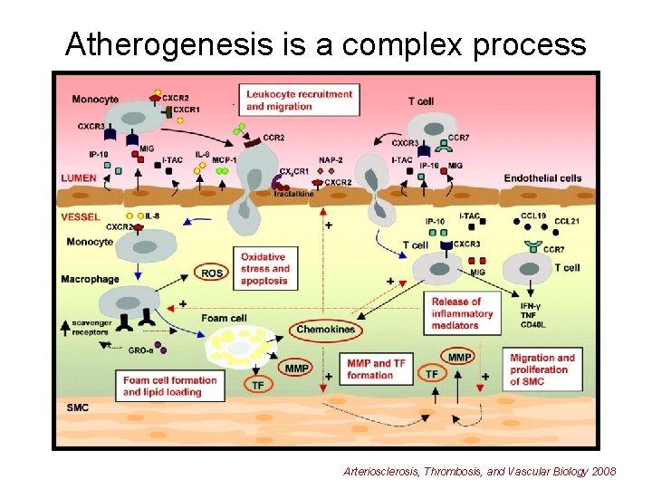 Atherogenesis is a complex process Arteriosclerosis, Thrombosis, and Vascular Biology 2008 