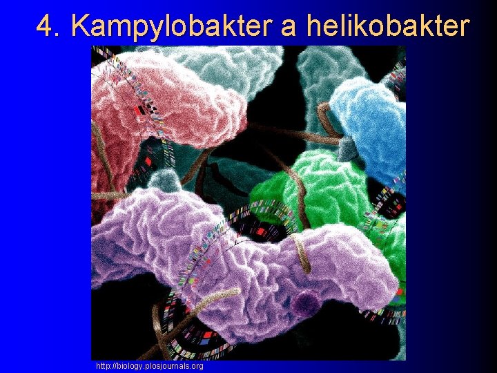 4. Kampylobakter a helikobakter http: //biology. plosjournals. org 