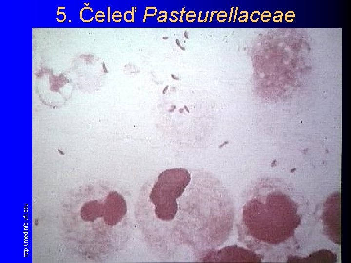  http: //medinfo. ufl. edu 5. Čeleď Pasteurellaceae 