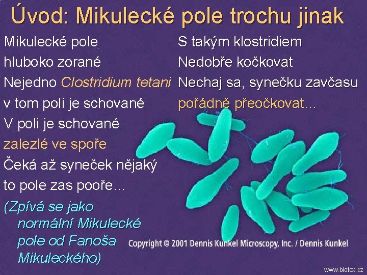 Úvod: Mikulecké pole trochu jinak Mikulecké pole hluboko zorané Nejedno Clostridium tetani v tom