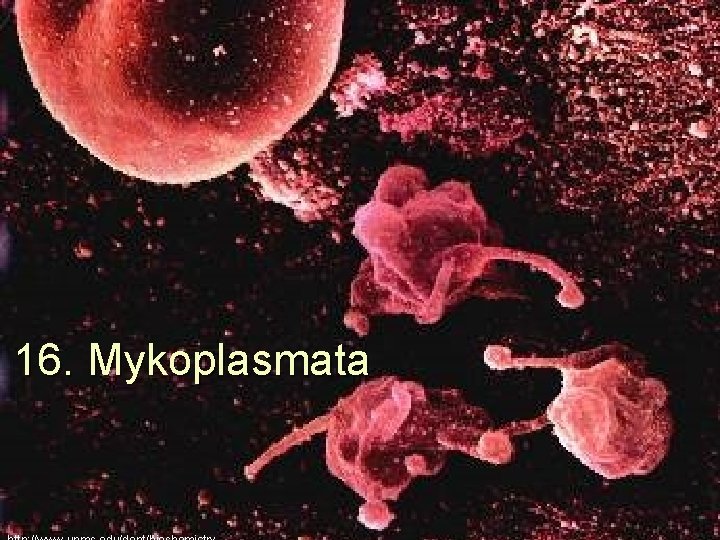 16. Mykoplasmata 