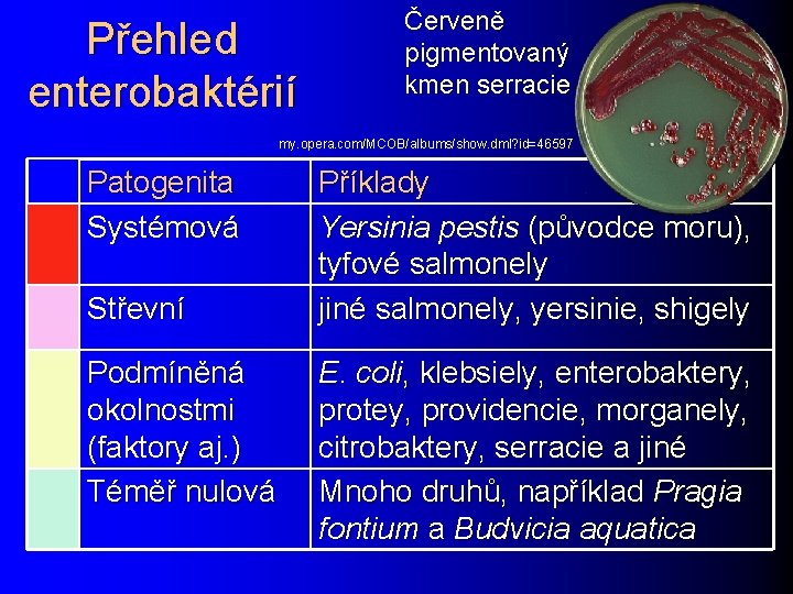 Přehled enterobaktérií Červeně pigmentovaný kmen serracie my. opera. com/MCOB/albums/show. dml? id=46597 Patogenita Systémová Střevní