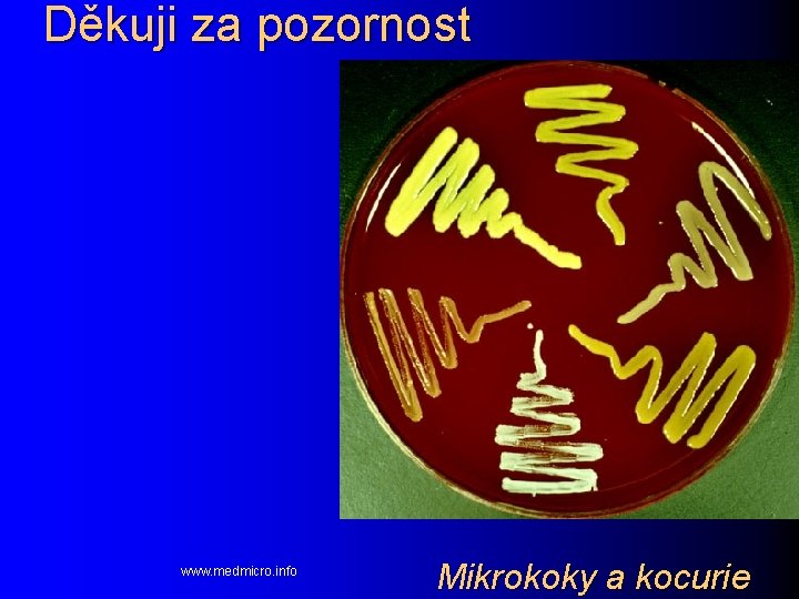 Děkuji za pozornost www. medmicro. info Mikrokoky a kocurie 