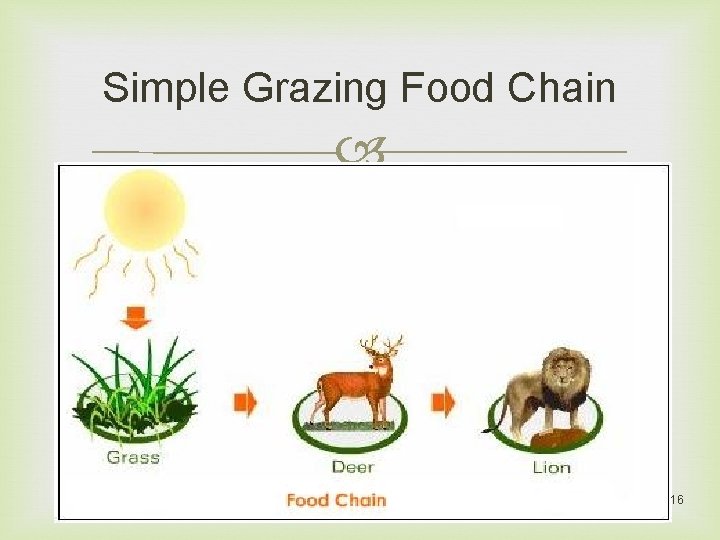 Simple Grazing Food Chain 16 