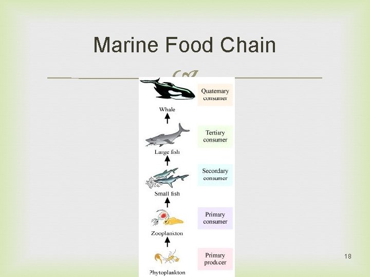Marine Food Chain 18 