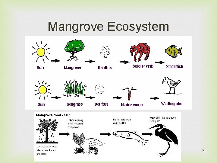 Mangrove Ecosystem 21 