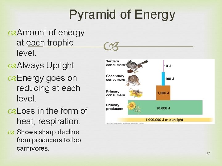 Pyramid of Energy Amount of energy at each trophic level. Always Upright Energy goes