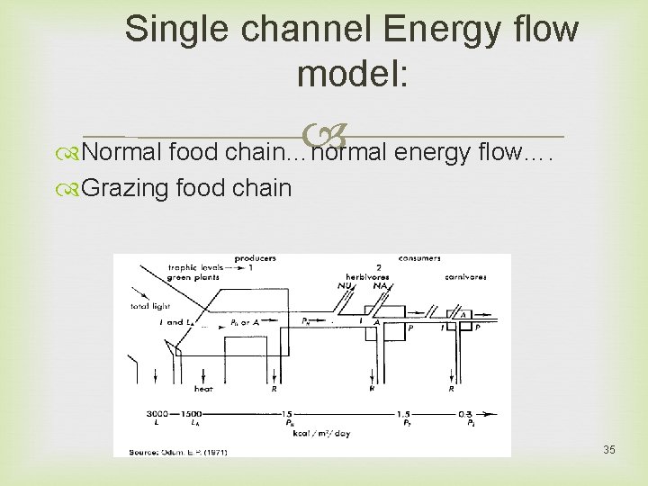 Single channel Energy flow model: Normal food chain…normal energy flow…. Grazing food chain 35