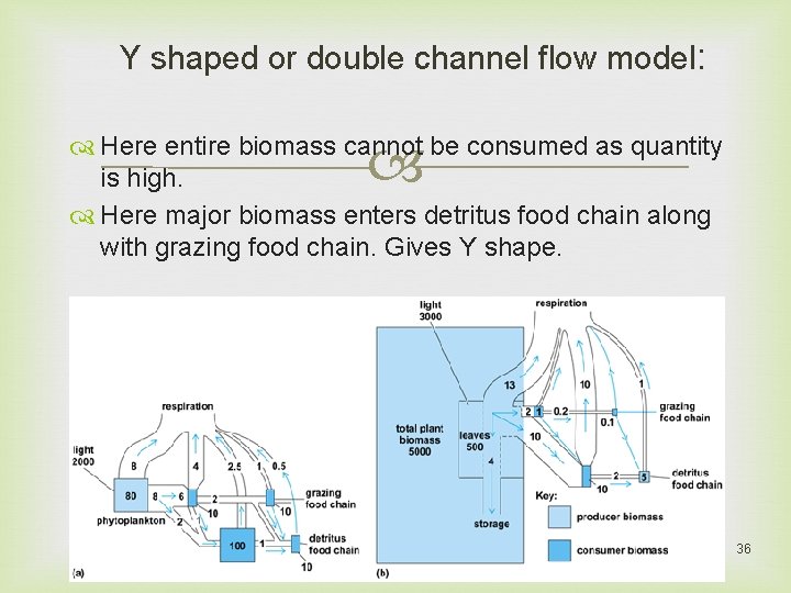 Y shaped or double channel flow model: Here entire biomass cannot be consumed as