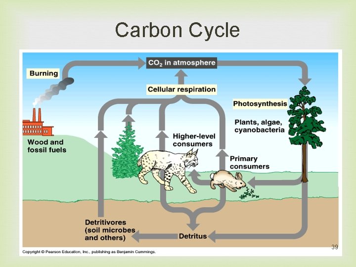Carbon Cycle 39 