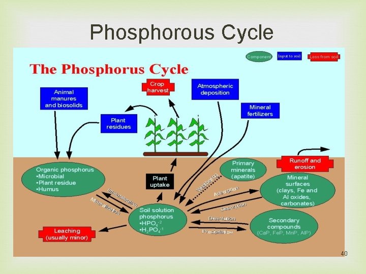 Phosphorous Cycle 40 