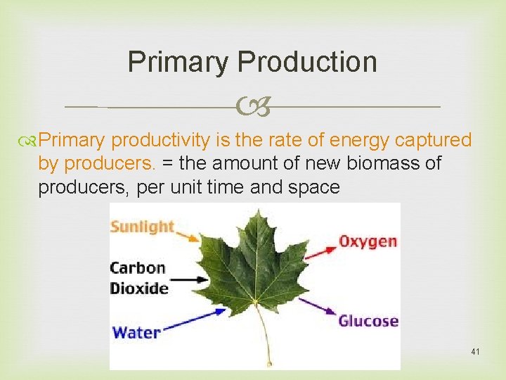 Primary Production Primary productivity is the rate of energy captured by producers. = the