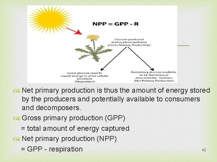  Net primary production is thus the amount of energy stored by the producers