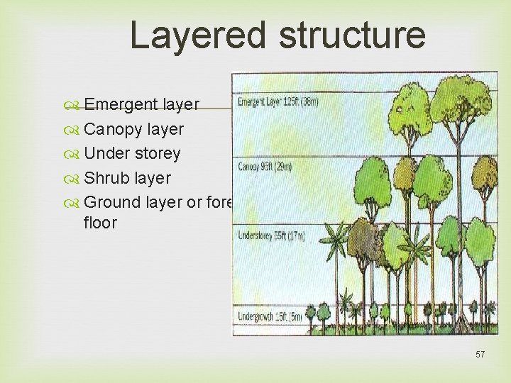 Layered structure Emergent layer Canopy layer Under storey Shrub layer Ground layer or forest