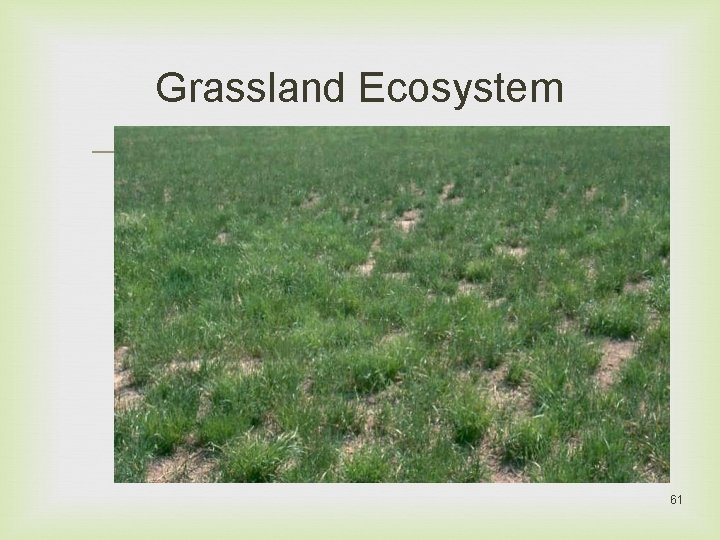 Grassland Ecosystem 61 