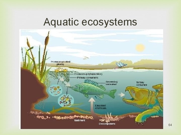 Aquatic ecosystems 64 