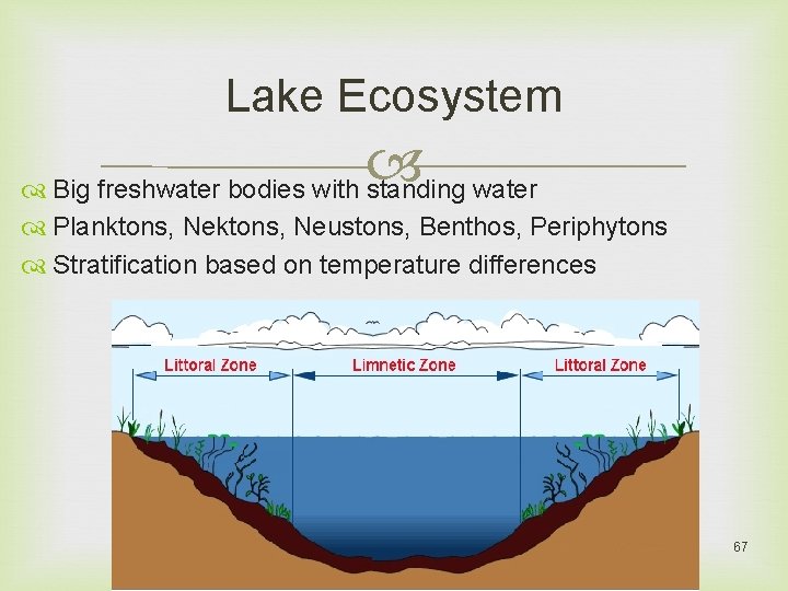 Lake Ecosystem Big freshwater bodies with standing water Planktons, Neustons, Benthos, Periphytons Stratification based