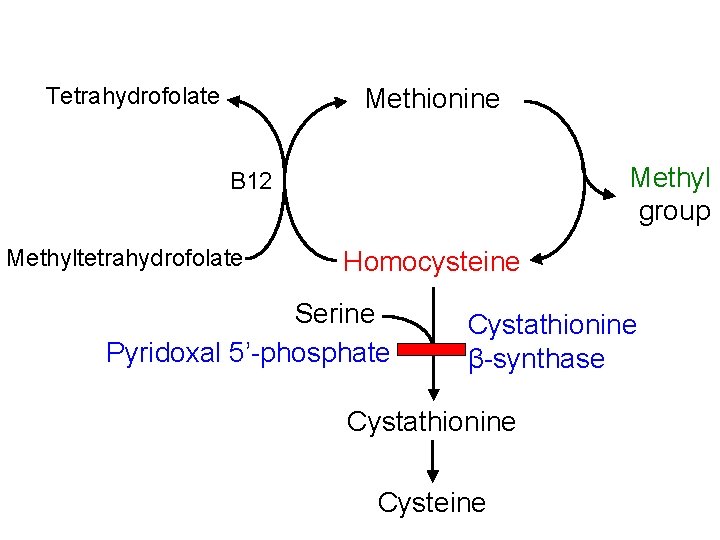 Tetrahydrofolate Methionine Methyl group B 12 Methyltetrahydrofolate Homocysteine Serine Pyridoxal 5’-phosphate Cystathionine β-synthase Cystathionine