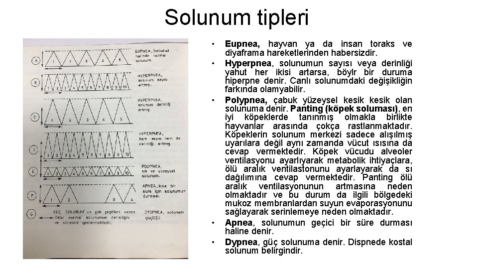 Solunum tipleri • • • Eupnea, hayvan ya da insan toraks ve diyaframa hareketlerinden