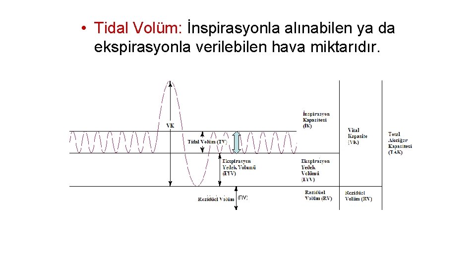  • Tidal Volüm: İnspirasyonla alınabilen ya da ekspirasyonla verilebilen hava miktarıdır. 