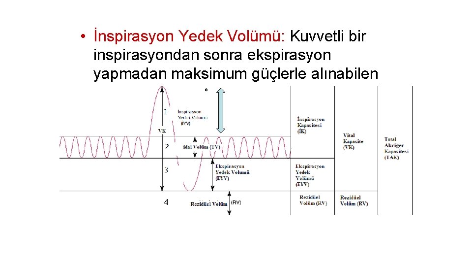  • İnspirasyon Yedek Volümü: Kuvvetli bir inspirasyondan sonra ekspirasyon yapmadan maksimum güçlerle alınabilen