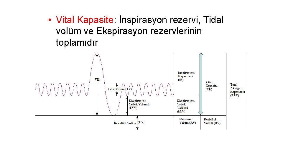  • Vital Kapasite: İnspirasyon rezervi, Tidal volüm ve Ekspirasyon rezervlerinin toplamıdır 