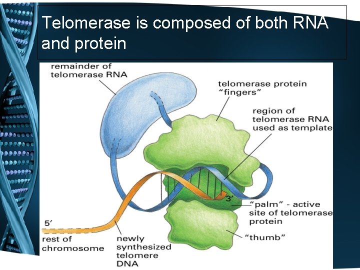 Telomerase is composed of both RNA and protein 