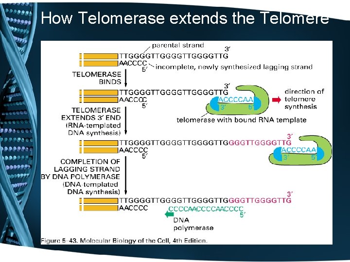 How Telomerase extends the Telomere 