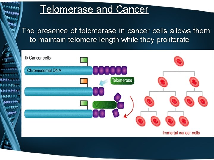 Telomerase and Cancer The presence of telomerase in cancer cells allows them to maintain