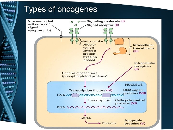 Types of oncogenes 