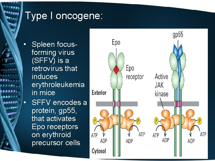 Type I oncogene: • Spleen focusforming virus (SFFV) is a retrovirus that induces erythroleukemia