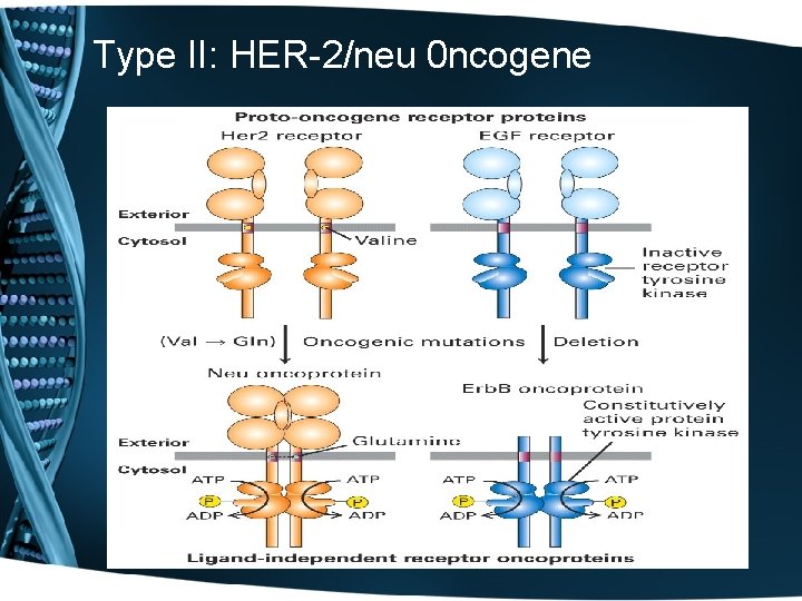 Type II: HER-2/neu 0 ncogene 